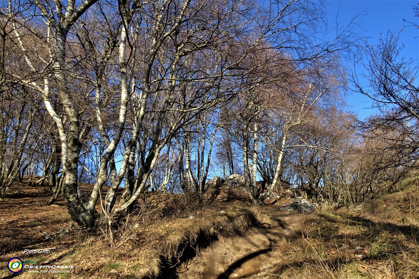 19 Dal bosco di  carpini neri si passa a quello di betulle.JPG